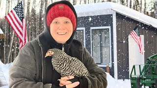 Chickens in Alaska Winter, Massive Clean Up Efforts to Keep Our Feathered Friends Safe!