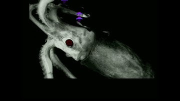 Ocean Floor by Ghetto Crew - (2022) Amiga demo [-OCS/ECS-] [.50 FPS.]