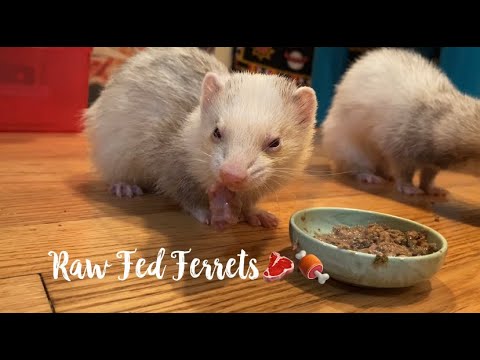 Transitioning My Ferrets