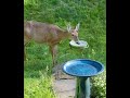Momma to be enjoys a drink #deer #wildlife #nature