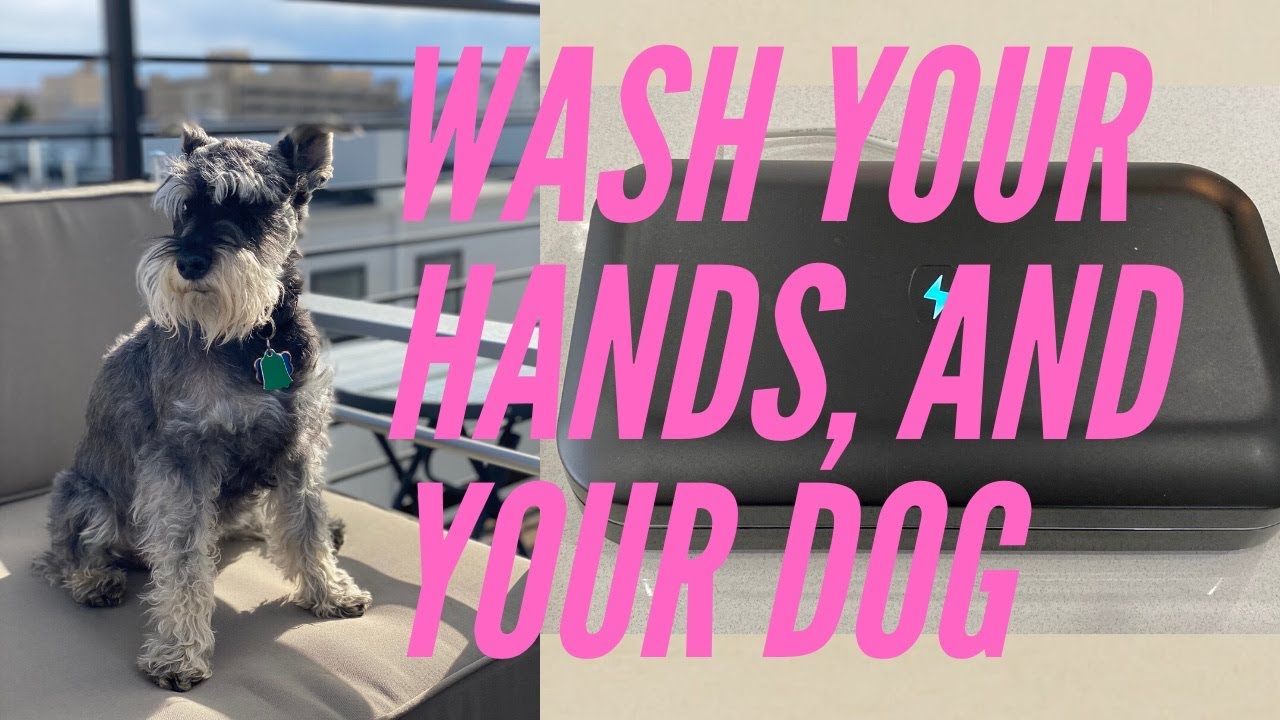 WASH YOUR HANDS! Petri Dish Experiment! YouTube