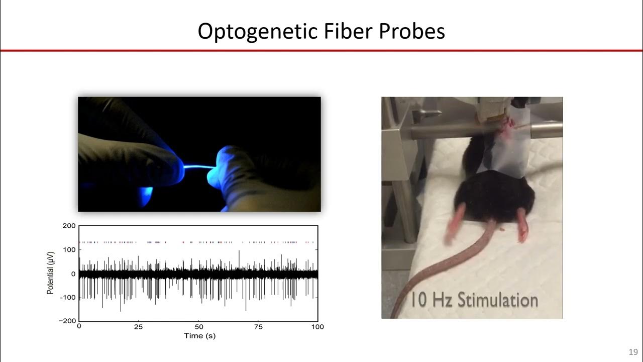 Biomedical and Neural Interfaces Laboratory, Dept. of Bio & Brain Eng