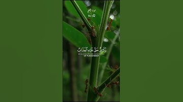 ( ألم تر أن الله يسجد له… ) سورة الحج الاية 18