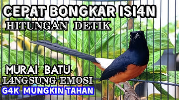 Murai Batu Gacor FIGHTER KETREKAN KASAR | Ampuh Buat PANCINGAN Murai Batu MACET !! LANGSUNG NYAUTT 🔥