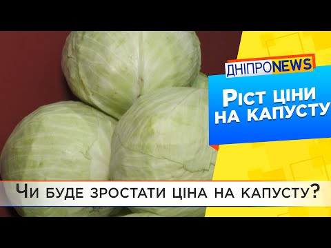Ціна на капусту в Україні б`є рекорди: чи буде вона зростати