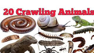 30 Crawling Animals Names for Kids | रेंगने वाले जानवरों के नाम | Hindi English Learning Video 🐍🐢🦎