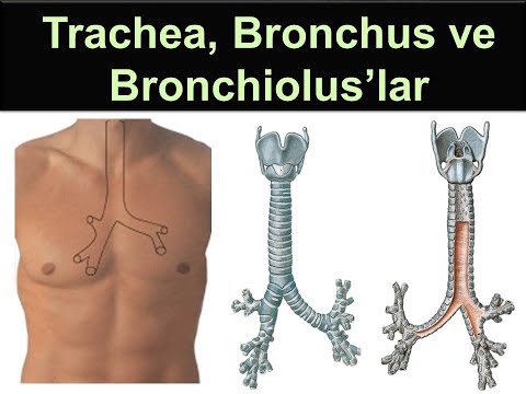 Trachea, Bronchus ve Bronchiolus&rsquo;lar Yüksel AYDAR