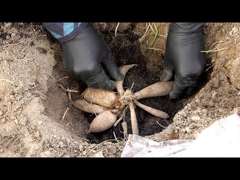 Wideo: Gladioli W Otwartym Polu: Sadzenie I Pielęgnacja, Kiedy Sadzić I Nie Tylko