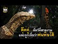 ตุ๊ดตู่ สัตว์ที่สวยงาม และถูกเชื่อว่าพ่นพิษได้ Nick Wildlife EP.27