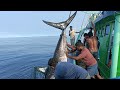 Deepsea blue marlin fish catching live