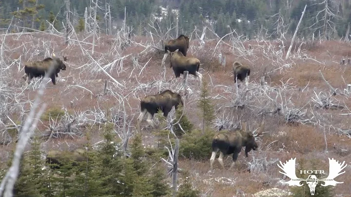 Newfoundland moose hunt.