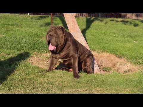 Mega Thee PHD Neapolitan Mastiff
