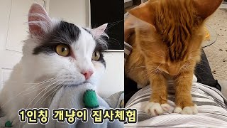 Cat FPS - First Person Servant Video. Chobee Does It Every morning! by 꼬부기아빠 My Pet Diary 25,645 views 4 years ago 4 minutes, 9 seconds