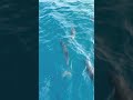 Dolphins = Instant Happiness #maldives #dolphin #beach #travel