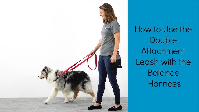 Benefits and Advantages of Front-Attaching Harnesses for Dogs - PetHelpful