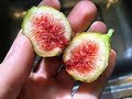 My Zone 7 In-Ground Fig List