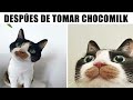 MEMES DE PERRITOS Y GATITOS #7