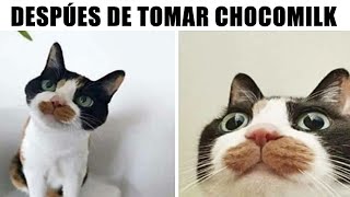 MEMES DE PERRITOS Y GATITOS #7