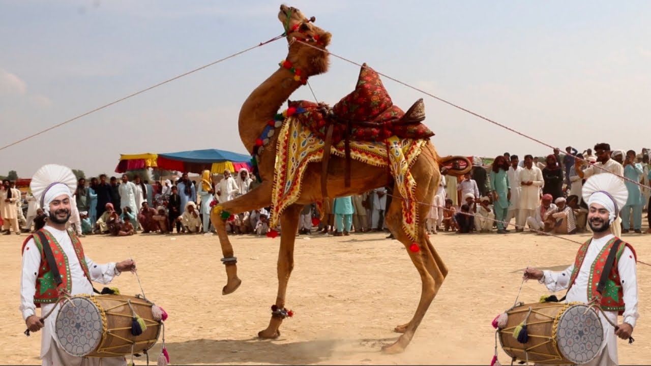 Beautiful Camel dance in Cholistan desert || Mela 304 H-R || Punjab cultural mela
