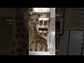 キリンのソフィーポップアップショップ @西武渋谷店A館6階 2018.05.15 - 21 Sophie la girafe