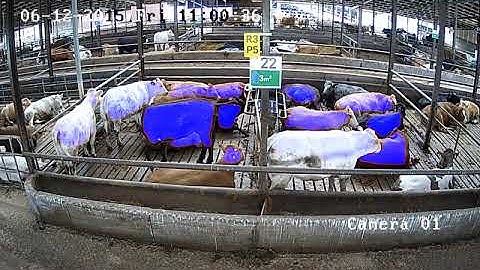 MaskSplitter Instance Segmentation Algorithm - Video 2