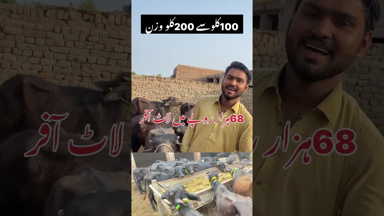 Katta farming kro or meat export kro pakistan ka best business small business 2025 or 2026 