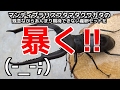 【クワガタ カブトムシ生活】 産卵セット 割り出し マンディブラリス フタマタクワガタ