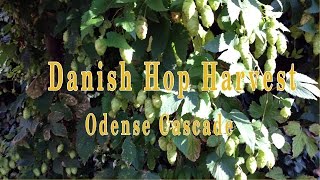 Danish Hop Harvest 2014