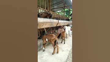 Thumbnail of monggo bakalan jantan² bligon super boskuh#Griya#bligon#ponorogo