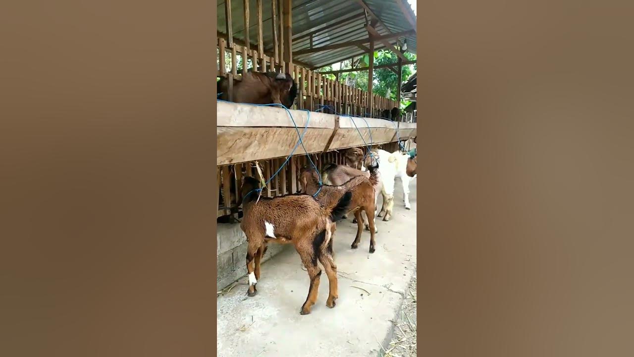 monggo bakalan jantan² bligon super boskuh#Griya#bligon#ponorogo