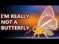 Moth facts: they're not butterflies - or are they? | Animal Fact Files