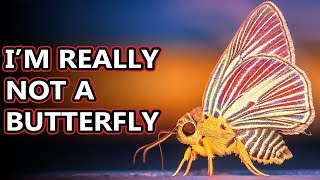 Moth facts: they're not butterflies  or are they? | Animal Fact Files