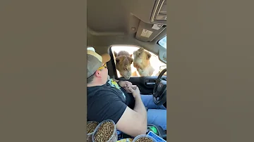 Couple FAILS At Giving Hungry Animal Food 