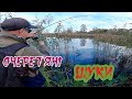 Від чого це вода кипить??ОКУНІ-ВОКУНІ на поверхневу приманку та очеретяні щуки.Озеро де жив крокодил