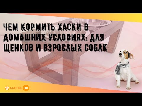 Чем кормить хаски в домашних условиях