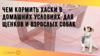 Чем кормить хаски в домашних условиях: для щенков и взрослых собак