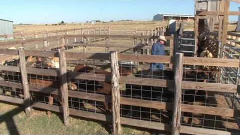 Ron Gill Loading Semi using Bud Box