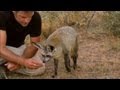 Bateared Fox Diet and Adaptations