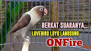 BERKAT SUARA BURUNG LOVEBIRD NGEKEK PANJANG INI, LABET LOYO MALAS BUNYI LANGSUNG READY FIGHTER BUNYI