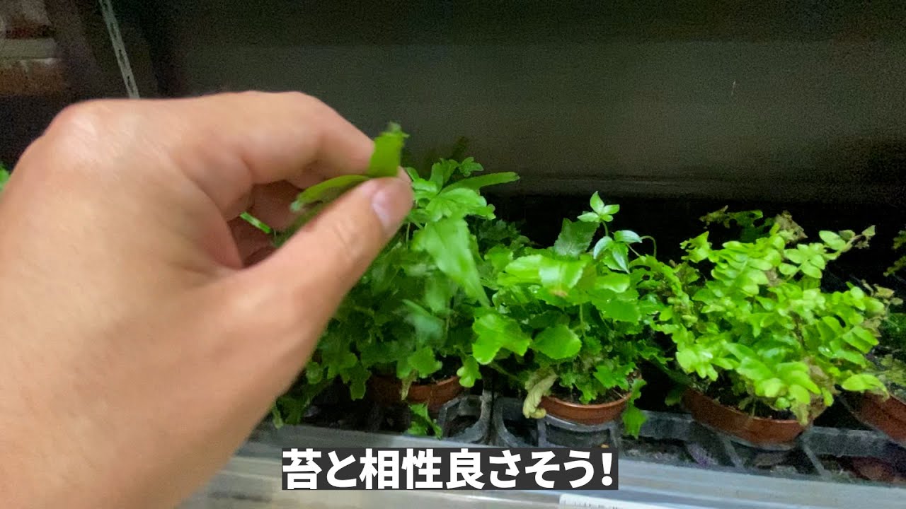 カインズホームめっちゃ観葉植物あるじゃん Youtube