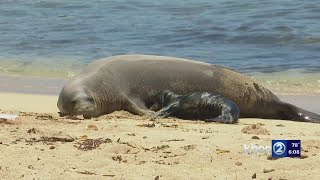 Monk seal gives birth to second pup in Waikiki