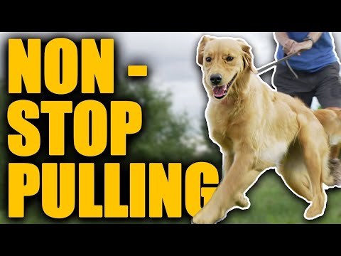 Leash Walking Training For Dogs That Are ALWAYS Pulling!