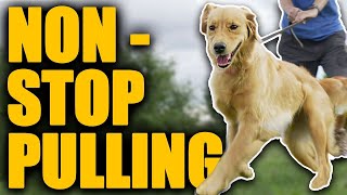 Leash Walking Training For Dogs That Are ALWAYS Pulling!