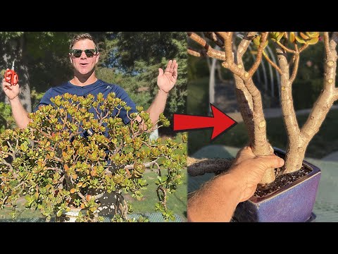 Major Makeover For 15 Year Old Jade plant | 1st EVER Pruning