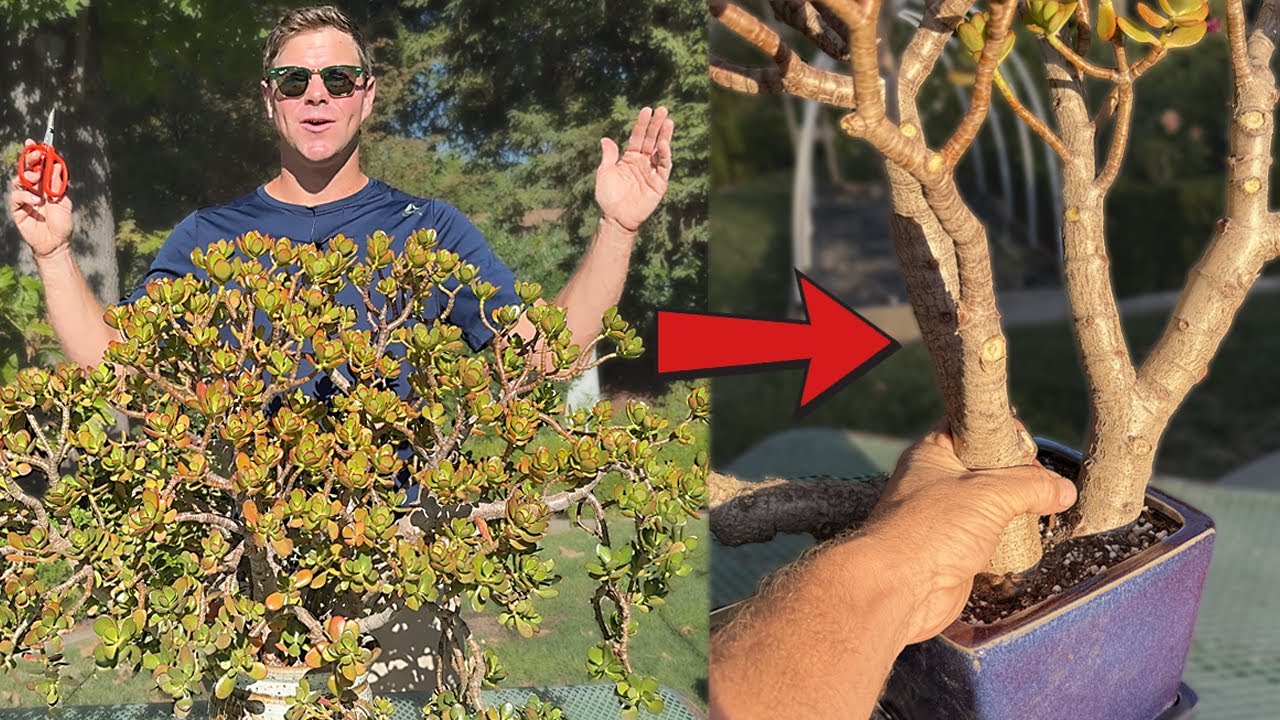 Major Makeover For 15 Year Old Jade plant | 1st EVER Pruning!