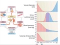 Lecture 20 033117 cardiovascular pt3  cardiodynamics imaging and heart disease