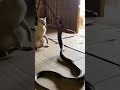 Cat vs Snake Fight! 🐱🐍고양이 vs 뱀 치열한 대결! 🐱🐍猫 vs 蛇 激しい対決!🐱🐍