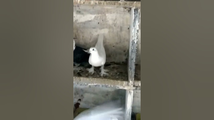 Normal pigeon lot sale 30 piece Total  3000 Transport charges extra  8883762235  9894459589