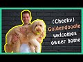 CHEEKY GOLDENDOODLE... GREETS OWNER | Groodle Playing