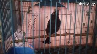 Suara Awar Awar Ngeriwik Rajin